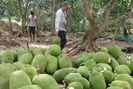 Rầm rộ trồng mít Thái siêu sớm: Dự cảm xấu về thị trường