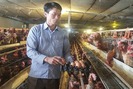 Bỏ phố về quê nuôi gà đẻ “siêu khỏe”, anh nông dân U40 bỏ túi gần 4 tỉ đồng/năm