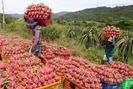 Dưa hấu, chuối tăng giá do Trung Quốc thu mua: Sẽ lại ăn quả...đắng