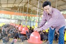 Nông dân Đồng Nai bỏ heo, đổ xô chăn nuôi gà, vịt