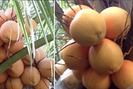 Vườn dừa hai màu vàng cam độc đáo hút khách tại TP.HCM