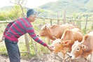 Những tỷ phú nuôi bò trên thảo nguyên Tá Miếu