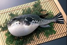 Ở VN cá nóc khiến nhiều người sởn gai ốc, sang Nhật hóa đặc sản ngàn đô
