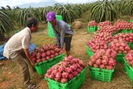 Giá nông sản như thanh long, mít "rủ nhau" tăng kỷ lục