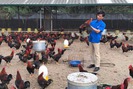 Chăn nuôi gà ri trên đất Lạc Thủy, chàng trai mồ côi "đổi đời" thành tỉ phú