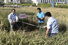 Trung Quốc sản xuất thành công giống lúa siêu năng suất 9,3 tấn/ha