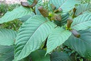 Chất kratom gây nghiện "chết người" tấn công giới trẻ?