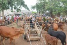 Độc đáo phiên chợ Nhe, mua bán trâu bò bằng cách đập tay ở Hà Tĩnh
