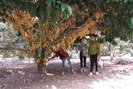 Cho khách du lịch tham quan vườn cây, anh nông dân thu 9 triệu đồng/ngày