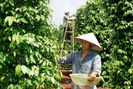 Tạm ngưng trồng mới tiêu Lâm Đồng