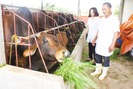 9.188 hộ nông dân hưởng lợi từ dự án khuyến nông chăn nuôi