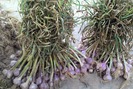 Bảo tồn giống tỏi tía đặc sản ở Ba Đồn, Quảng Bình