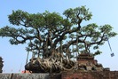 Chiêm ngưỡng sanh cổ đại gia Hà Nội đổi 10 cây vàng “chấn động” một thời