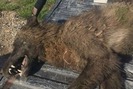 Con vật lạ giống sói bị nông dân bắn chết gần nông trại khiến chuyên gia bối rối