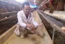 Bí quyết chăn nuôi mới của lão nông “mê” gà