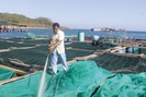 Nhiều giải pháp phát triển nghề nuôi tôm hùm bền vững ở Khánh Hòa