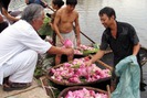 Trà ướp sen Tây Hồ ở Hà Thành 5 triệu đồng/kg, có tiền cũng không dễ mua