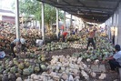Giá dừa khô ở Trà Vinh giảm mạnh, nhà vườn thất thu