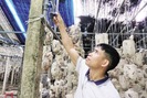 Chiêm ngưỡng trang trại nấm "khủng" ở Ninh Bình