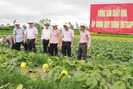 Dưa Kim Cô Hoàng Hậu “lên ngôi” trên đất Vĩnh Bảo