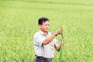 Kỳ tích lão nông tạo ra 5 giống lúa đặc sản ở Đồng Tháp