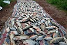 Cá chết hàng loạt gần bãi rác Nam Sơn, Hà Nội