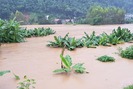 Kinh hoàng cảnh lũ lụt 10 năm mới thấy ở Sơn La