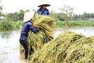 Lũ về sớm và quá nhanh, nông dân miền Tây thiệt hại nặng