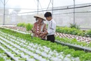 Cô gái xứ Quảng rời phố về quê trồng rau thủy canh