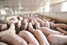 Ngăn chặn bệnh Dịch tả lợn Châu Phi xâm nhiễm vào Việt Nam