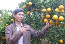 Chiêm ngưỡng trang trại cam phủ kín sắc vàng tươi ở Chiềng Ban