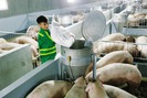 Khám phá công nghệ sản xuất thịt mát 1.000 tỷ đồng tại Việt Nam