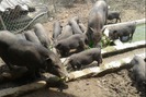 Lợn bản địa dễ nuôi, hiệu quả cao
