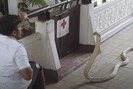 "Độc chiêu" nuôi rắn độc và rắn lành của người Thái Lan
