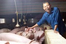 Lão nông Nguyễn Bá Hữu biến khu đầm hoang thành trang trại tiền tỷ