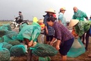 Hà Tĩnh: Nông dân đổ xô đi bắt ốc bươu vàng gom cho thương lái