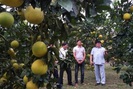 Chủ tịch Hội NDVN thăm vườn bưởi vạn cây, vạn quả ở Thái Nguyên