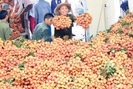 Xuất khẩu trái cây chính ngạch vẫn sang Trung Quốc thuận lợi