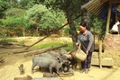 Người phụ nữ điển hình trồng rừng và nuôi heo ở Trường Sơn xứ Quảng
