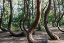 Đi tìm nguyên nhân rừng cây cong "độc lạ" ở Ba Lan