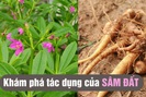 Cây sâm đất mọc hoang, một vị thuốc quý