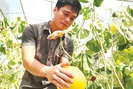 Bác sỹ xứ Thanh trồng dưa vàng óng thu 200 triệu/năm