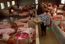 Trang trại chăn nuôi ở Hà Nội: Tăng quy mô, chất lượng