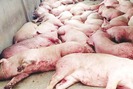 Những triệu chứng, bệnh tích điển hình có thể gây chết 100% đàn lợn