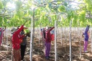 Khuyến nông Ninh Thuận phát triển diện tích cây ăn quả