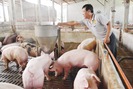 Sẽ tăng mức hỗ trợ lợn bị bệnh dịch tả phải tiêu hủy