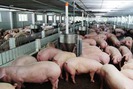 Dịch tả châu Phi "tấn công" trang trại 4.500 con lợn, đã bùng phát 21 tỉnh