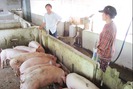 Lão nông U70 xứ Quảng thu 1 tỷ đồng/năm nhờ chăn nuôi