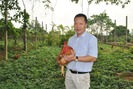 Đầu tư hàng tỷ đồng nuôi gà ri theo hướng hữu cơ