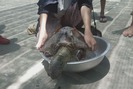 Phát hiện xác rùa biển quý hiếm bị cắt cụt 2 chi trước bốc mùi ở bãi biển Ninh Thuận